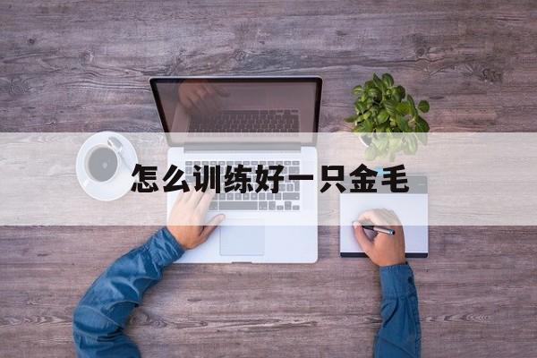 怎么训练好一只金毛(养一只金毛一只泰迪好吗)