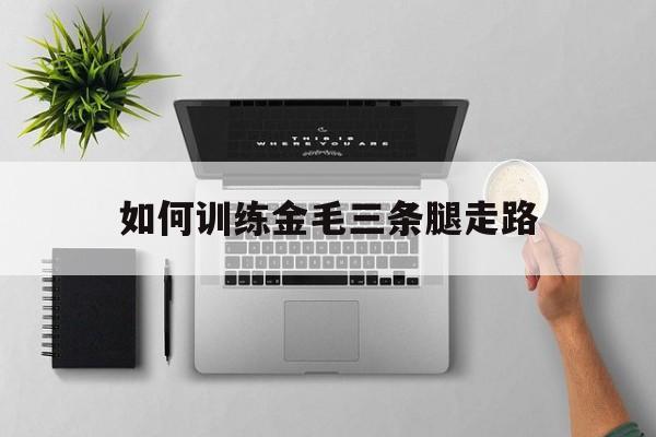 关于如何训练金毛三条腿走路的信息