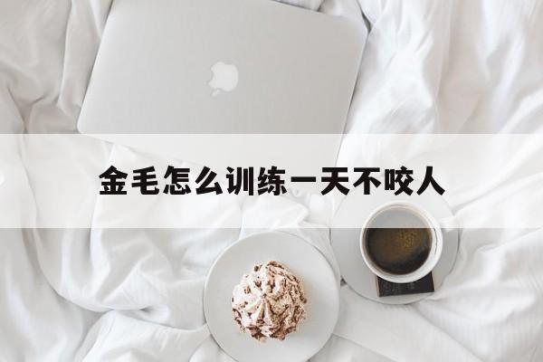 金毛怎么训练一天不咬人(金毛怎么训练一天不咬人呢)