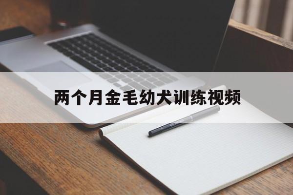 两个月金毛幼犬训练视频(两个月金毛幼犬怎么训练大小便)