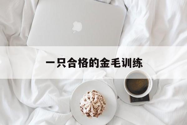 一只合格的金毛训练(训练过的金毛多少钱一只)