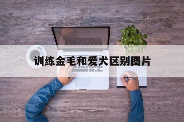 训练金毛和爱犬区别图片(训练金毛犬有哪二十九个动作?)