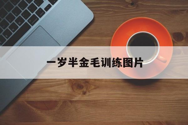 一岁半金毛训练图片(金毛一岁半以后的变化)