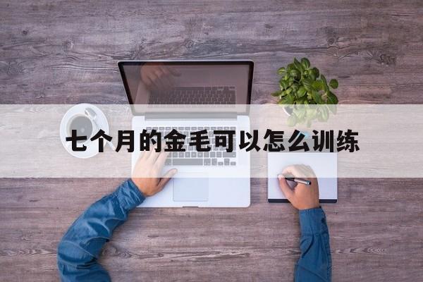 七个月的金毛可以怎么训练(七个月的金毛咋还是不懂事了?)