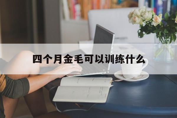四个月金毛可以训练什么(4个月的金毛怎么训练大小便)