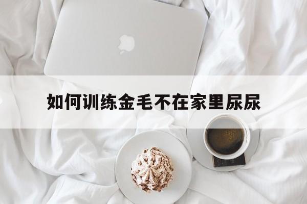 如何训练金毛不在家里尿尿(怎么训练金毛不在家里大小便)