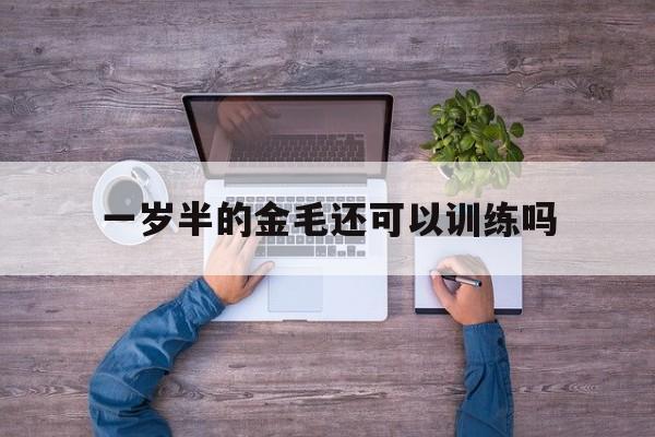 一岁半的金毛还可以训练吗(一岁半的金毛还可以训练吗多少钱)