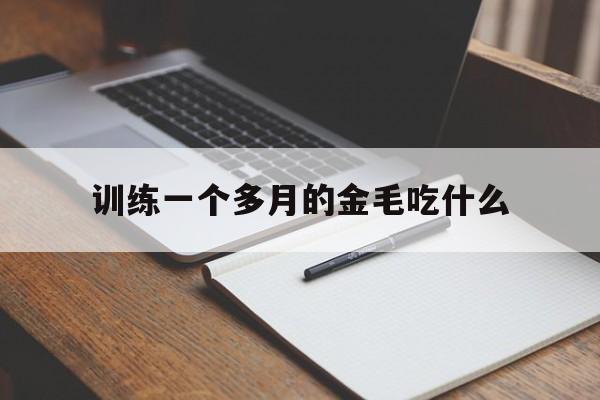 训练一个多月的金毛吃什么(一个月的金毛吃什么食物合适)