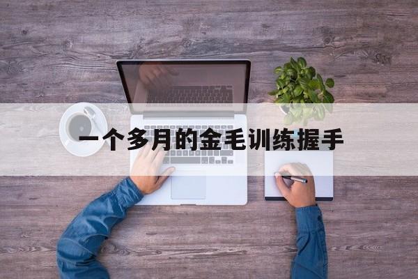 一个多月的金毛训练握手(金毛怎么训练握手,坐,趴视频)