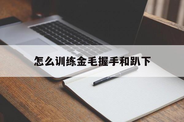 怎么训练金毛握手和趴下(怎么训练金毛握手和趴下的姿势)