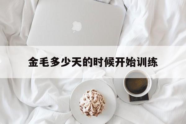 金毛多少天的时候开始训练(金毛几个月开始训练比较合适)