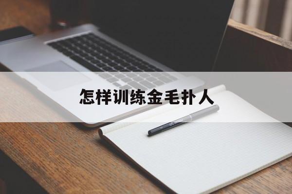 怎样训练金毛扑人(怎样训练金毛扑人视频)