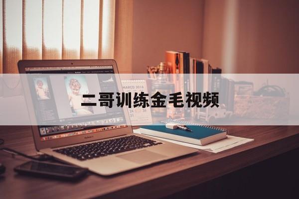 二哥训练金毛视频(训金毛视频教程全集)