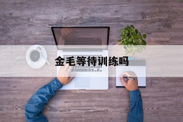 金毛等待训练吗(如果金毛无经过训练会听话吗)