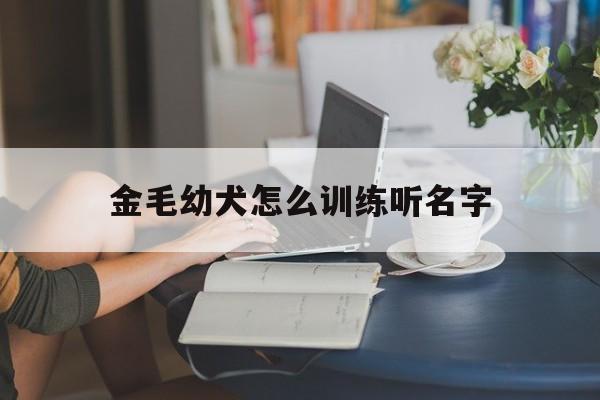 金毛幼犬怎么训练听名字(金毛怎么训练才听话的才认主)