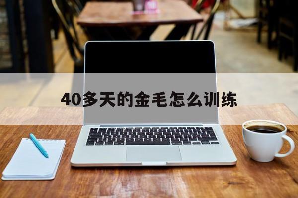 40多天的金毛怎么训练(40天金毛幼犬怎么喂养狗粮)