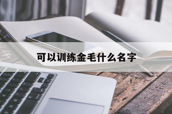 可以训练金毛什么名字(训练金毛的专用术语大全)