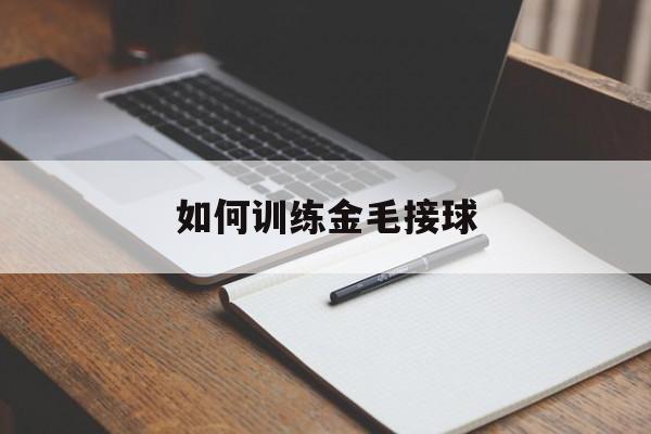 如何训练金毛接球(怎么训练金毛接东西吃)