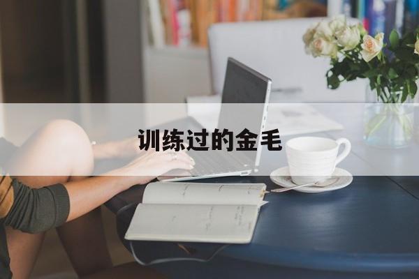 训练过的金毛(金毛训练多久能学会指令)