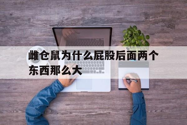 雌仓鼠为什么屁股后面两个东西那么大(雌仓鼠为什么屁股后面两个东西那么大呢)