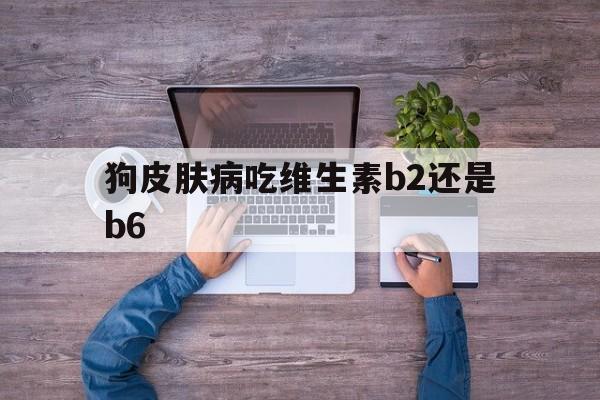 狗皮肤病吃维生素b2还是b6(狗皮肤病吃维生素b2还是b6效果好)